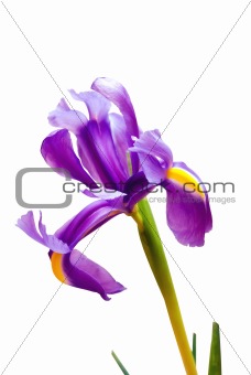 Purple Iris Drawing