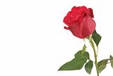 One red rose on a white background