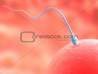 anatomy illustration: sperm and egg