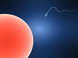 sperm and egg close up