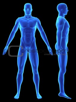 Image 454076: human body shape from Crestock Stock Photos