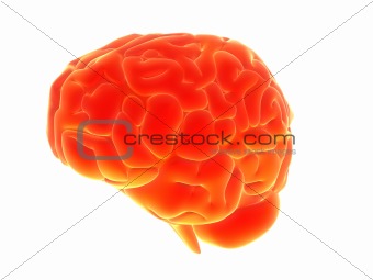 3d brain