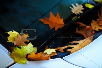 Fall leaves on a car