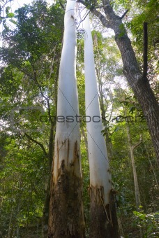 two tall gum trees