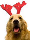 dog wearing christmas attributes