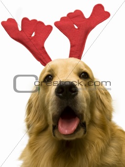 dog wearing christmas attributes