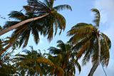 Top of coconut palm trees