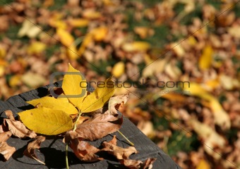 Yellow Leaf on a Bench
