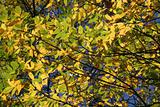 Yellow Beech Leaves