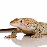 Monitor lizard - Freckled Monitor - Varanus tristis orientalis