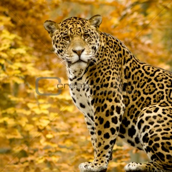Jaguar on Image Description  Jaguar   Panthera Onca In Front Of A White