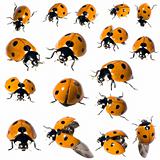 7 spot ladybird in different positions
