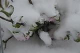 Roses under snow