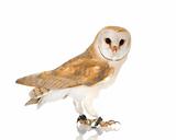 Common Barn Owl (4 mounths)
