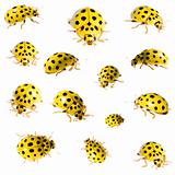 collection of 22 spot ladybird in different positions