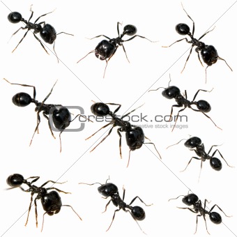 10 Black ants