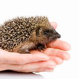 hedgehog (1 mounths)