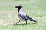 Gray Crow