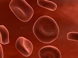 blood cells close up
