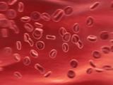 blood cells close up