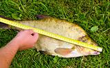 Measure fish bream Hand hold  tool big catch