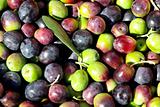 Texture of the green and red olives. 