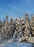 Snowy winter forest trees