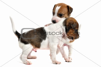 puppies jack russel terrier
