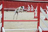 jumping whippet