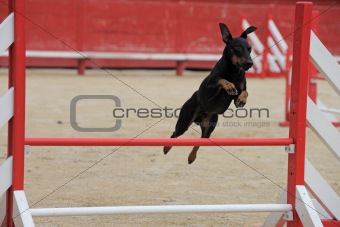 Manchester Terrier in agility