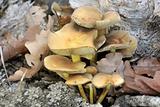 wood fungus