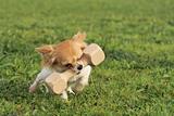 puppy chihuahua and stick