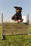 jumping rottweiler