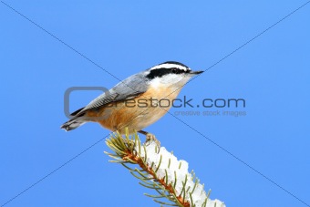 Red-breasted Nuthatch On A Branch