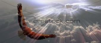 Eagle in flight above tyhe clouds