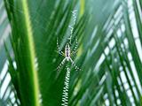 Wasp Spider on Web