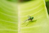 long legs fly in green nature