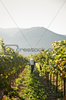 carrying grapes in a cask