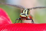 dragonfly sitting on a red plastic