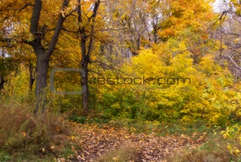 Autumn Forest in Russia #1