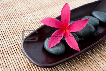 Tropical Plumeria Frangipani with spa stone on bamboo mat for sp