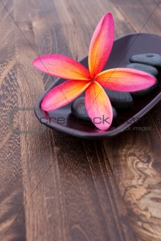 Tropical Plumeria Frangipani with spa stone on wooden table for 