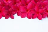 Red Plumeria Frangipani Flower for Spa and Wellness Concept with