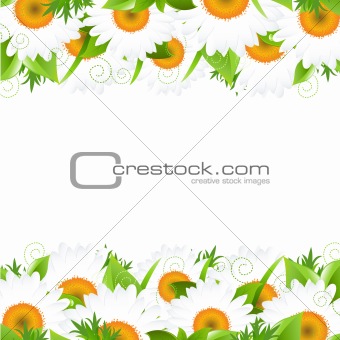 Camomile And Leaves Border
