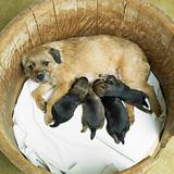 female dog with puppies (Border Terrier)