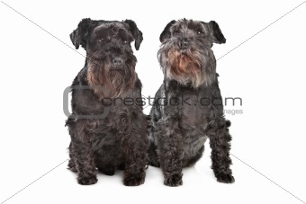 two miniature schnautzer dogs
