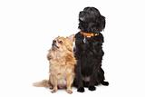 chihuahua and a black mixed breed dog