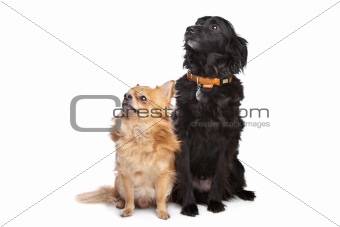 chihuahua and a black mixed breed dog
