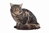 maine coon, black tabby cat