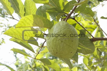 Guava on a tree 